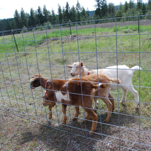 Just Farm goats
