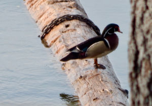 Wood Duck