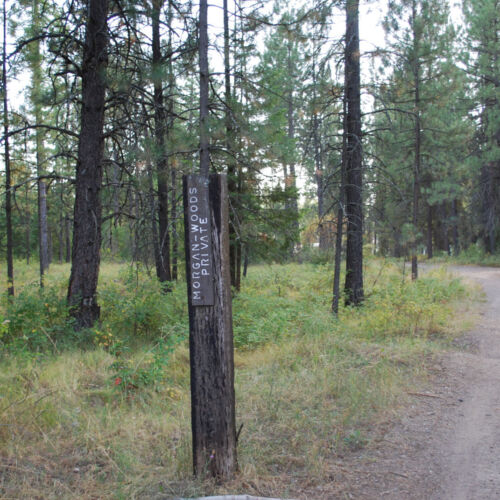 Historic Morgan Wood