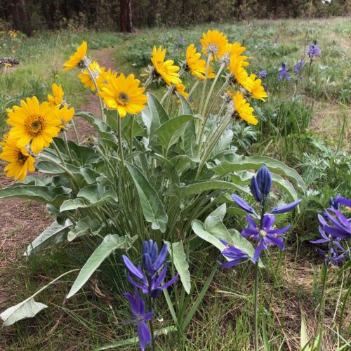 morgan-wood-balsam-root