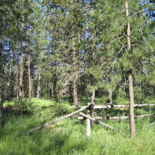 Morgan Wood bootjack fence