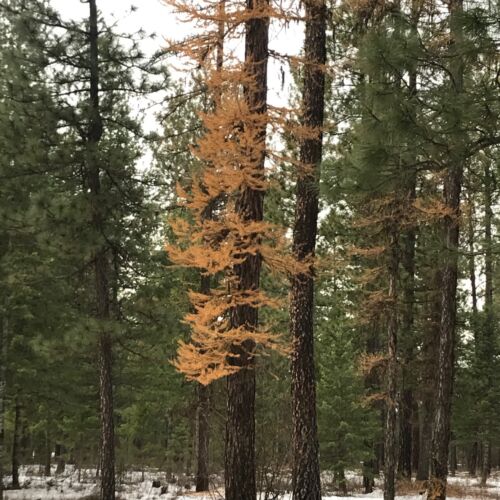 morgan-wood-fall-tamarack