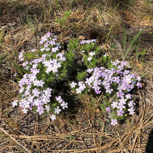 morgan-wood-spring-wildflowers