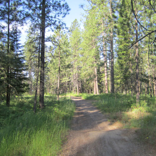 Morgan Wood trail