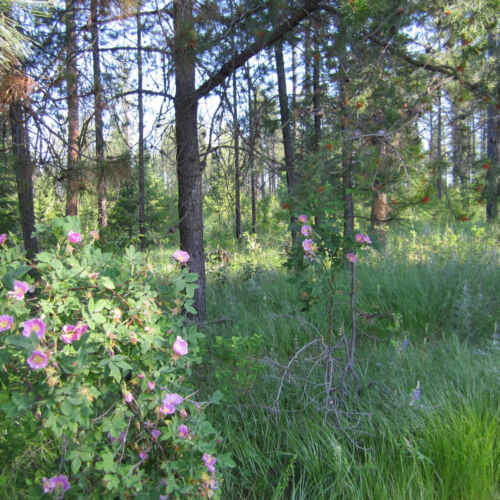 Morgan Wood wild roses