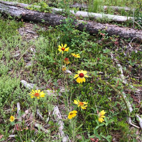 morgan-wood-wildflowers