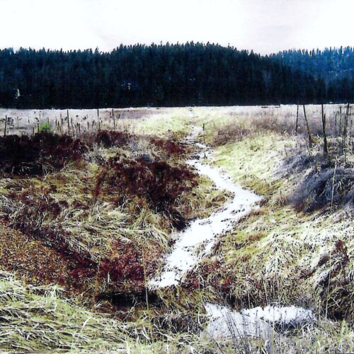 pearson-meadow-restoration-1