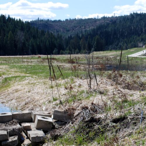 pearson-meadow-restoration-11