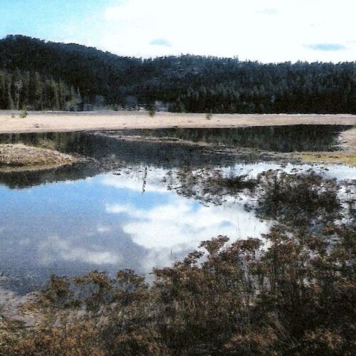 pearson-meadow-restoration-12