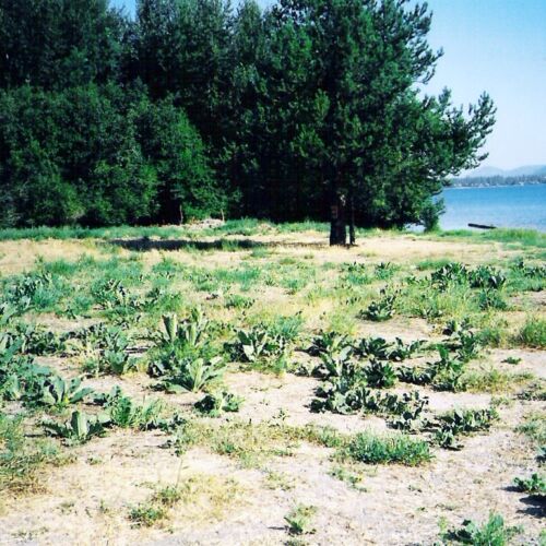 pearson-meadow-restoration-4