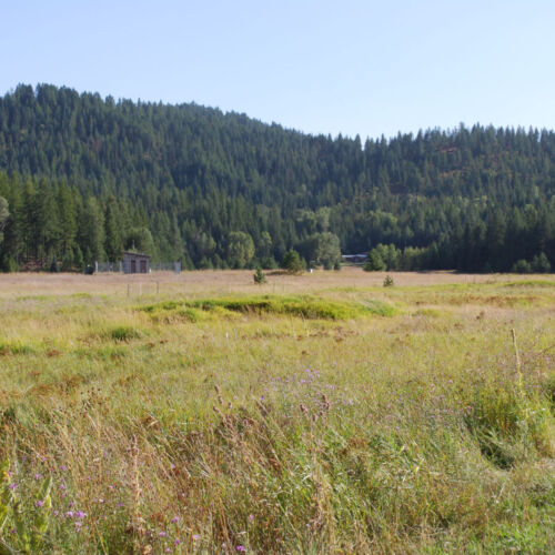 Summer in the meadow