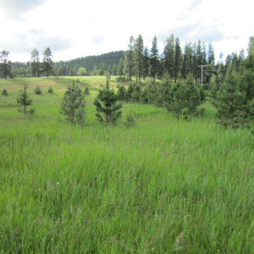 Trees in the meadow