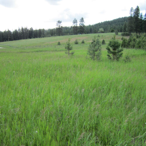 Meadow view toward Just Farm