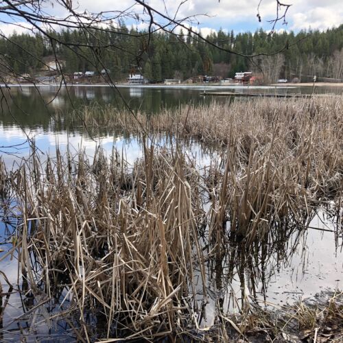 shawl-wetlands-1