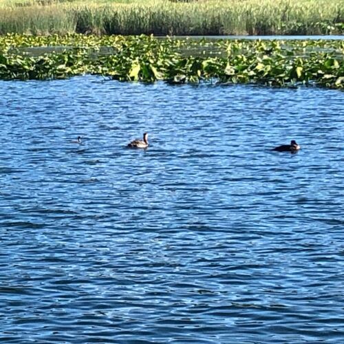shawl-wetlands-grebes