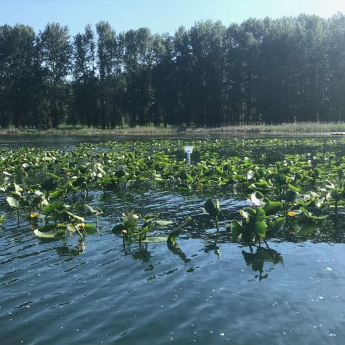 shawl-wetlands-view