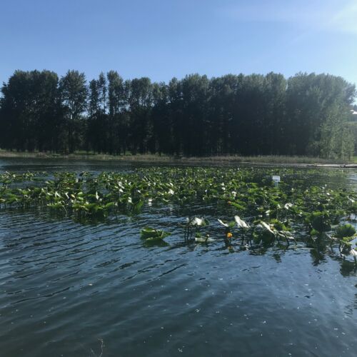 shawl-wetlands-water-view-2