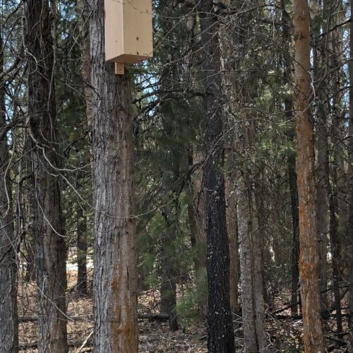 shawl-wetlands-wood-duck-nesting-boxes