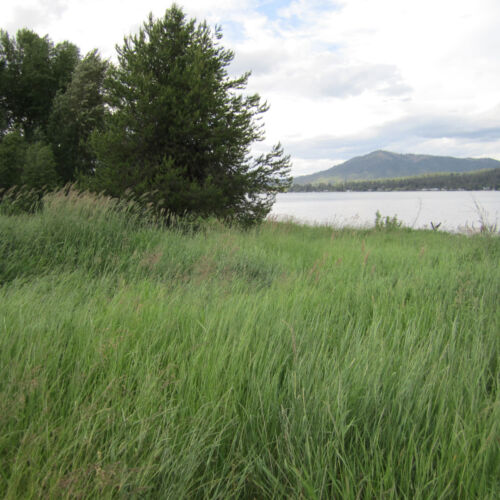 Lake shore