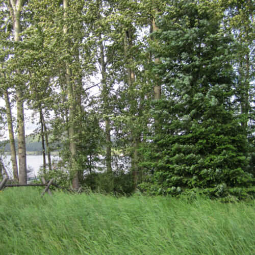 Lake side