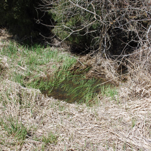 Walter & Betty Davis Wetland