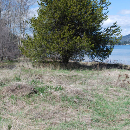 Walter & Betty Davis wetland