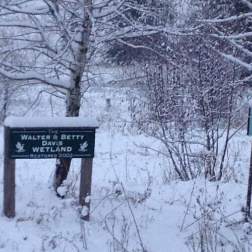 walter-betty-davis-wetland-winter