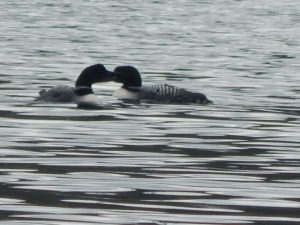 Two Loons in the Spring