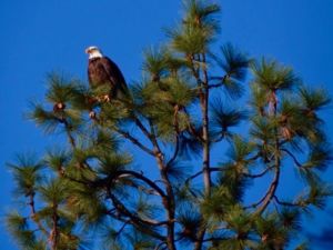 Eagle 