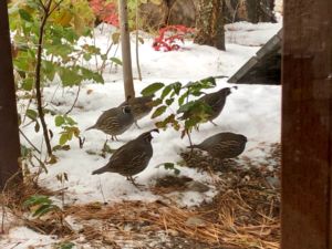 California Quail