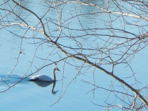 Visiting Swan