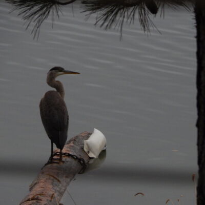 Great Blue Heron.